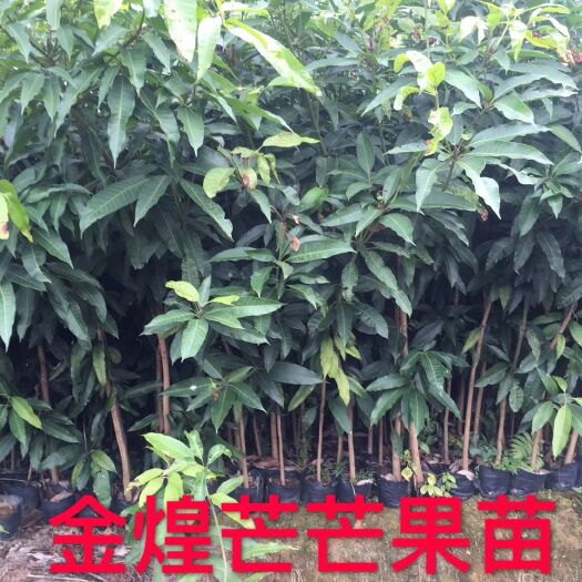 普宁市金煌芒果苗 