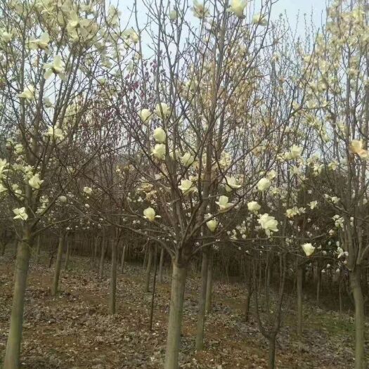 南召县紫玉兰  河南南阳供应10公分红玉兰