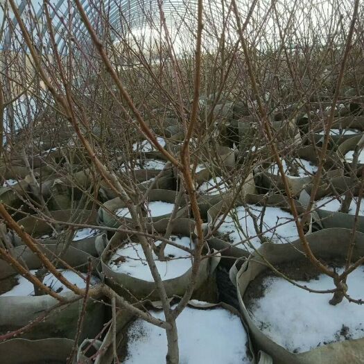 桦甸市锦绣黄桃苗 1~1.5米 