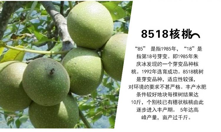  薄皮核桃各种核桃苗南北方种植品种现挖现卖