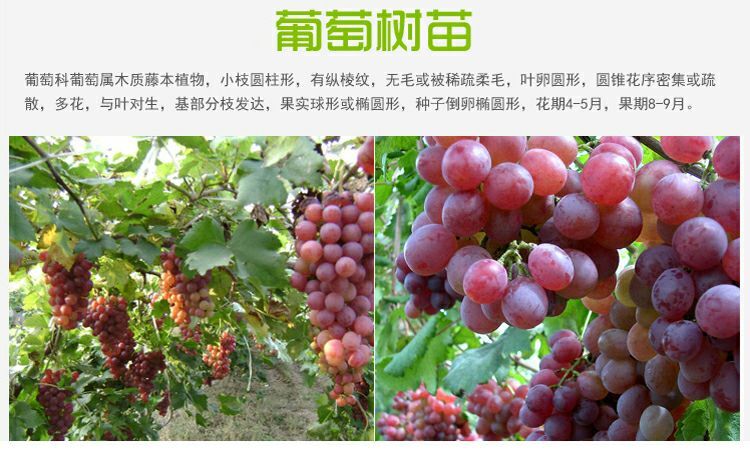 平邑县红宝石葡萄苗 