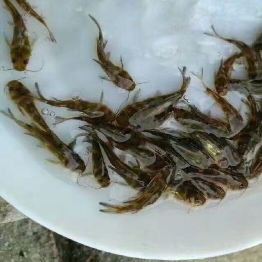 惠州杂交黄骨鱼 人工养殖 0.05公斤