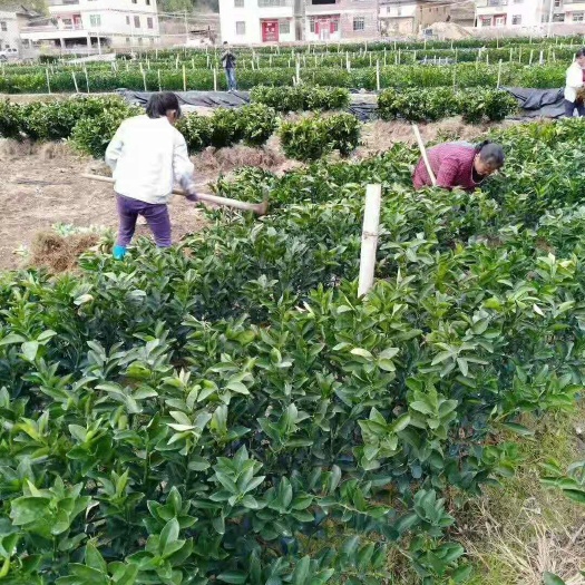 上犹县赣南脐橙苗  杯苗袋苗 0.5米以下 红脐橙苗根系