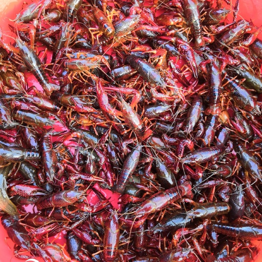 潜江潜江小龙虾 4-6钱 稻田虾 