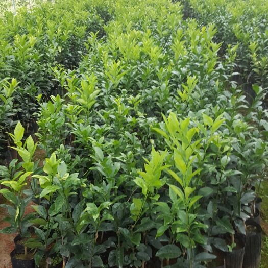 荔浦市沃柑苗 杯苗袋苗 0.35~0.5米 