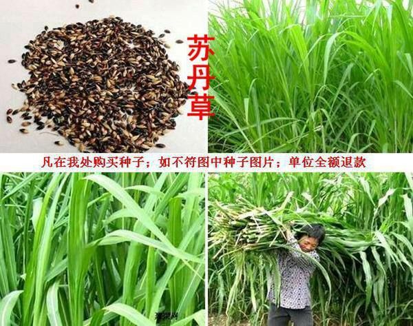 沈阳苏丹草种子 