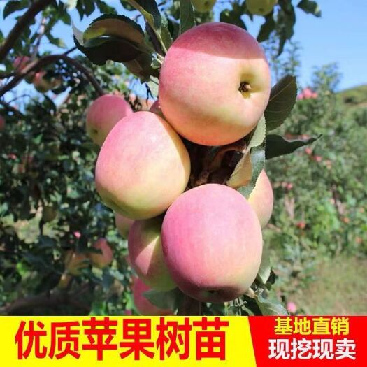 平邑县红富士苹果苗 1~1.5米 