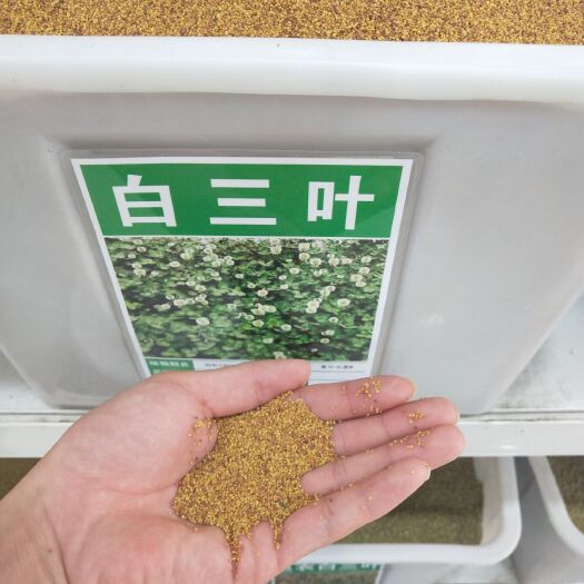 沭阳县地被植物 