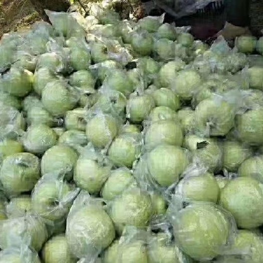 晋州市王林苹果 70mm以上 翠绿 膜袋