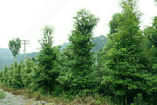 犍为县良种桢楠移植杯苗