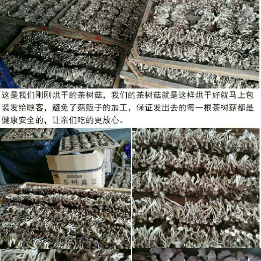 广昌县广昌5号茶树菇 12~14cm 干茶树菇 未开伞