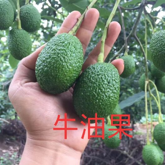 浦北县牛油果苗 0.5~1米 
