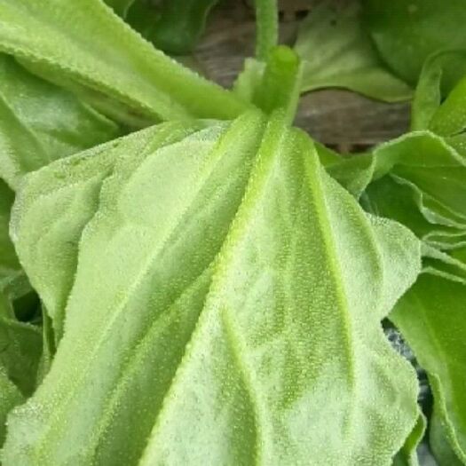 南京非洲冰草 无公害 