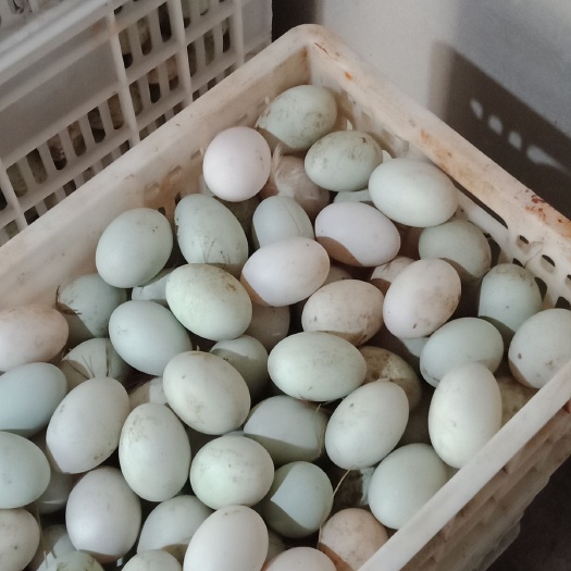 蕲春县土鸭蛋 食用 散装 