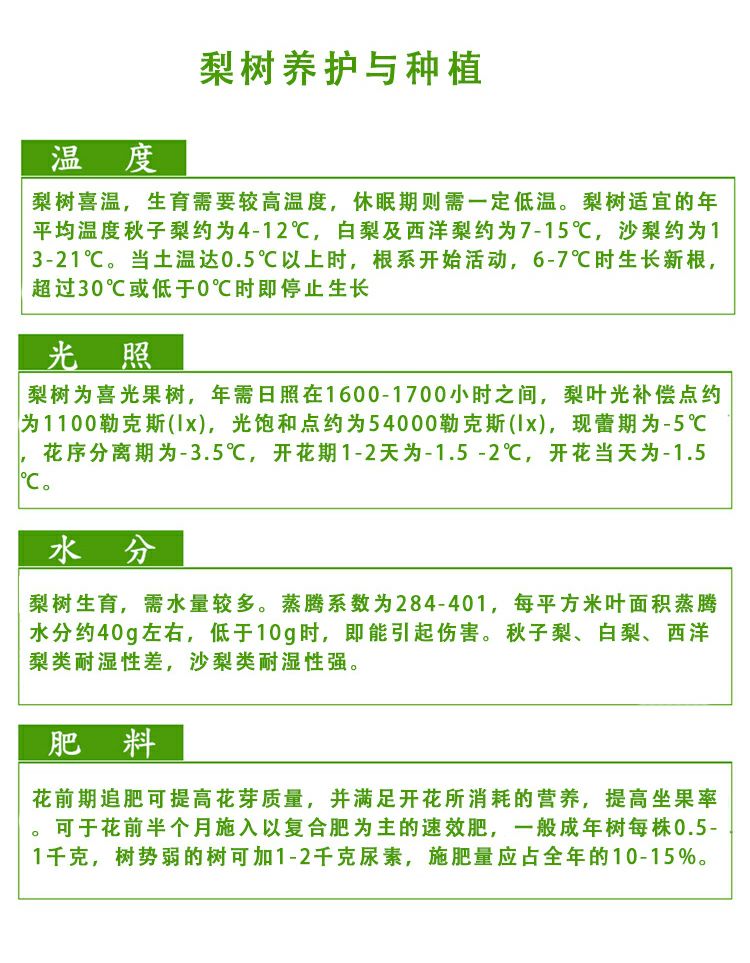 砀山酥梨苗 1~1.5米 