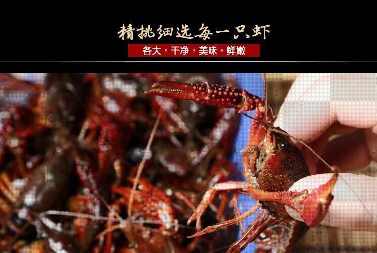靖江市兴化小龙虾 7-9钱 人工养殖
