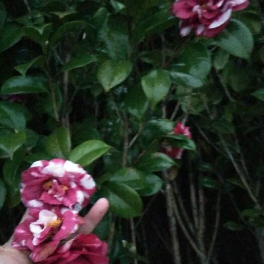 阳朔县茶花树 100~140cm 
