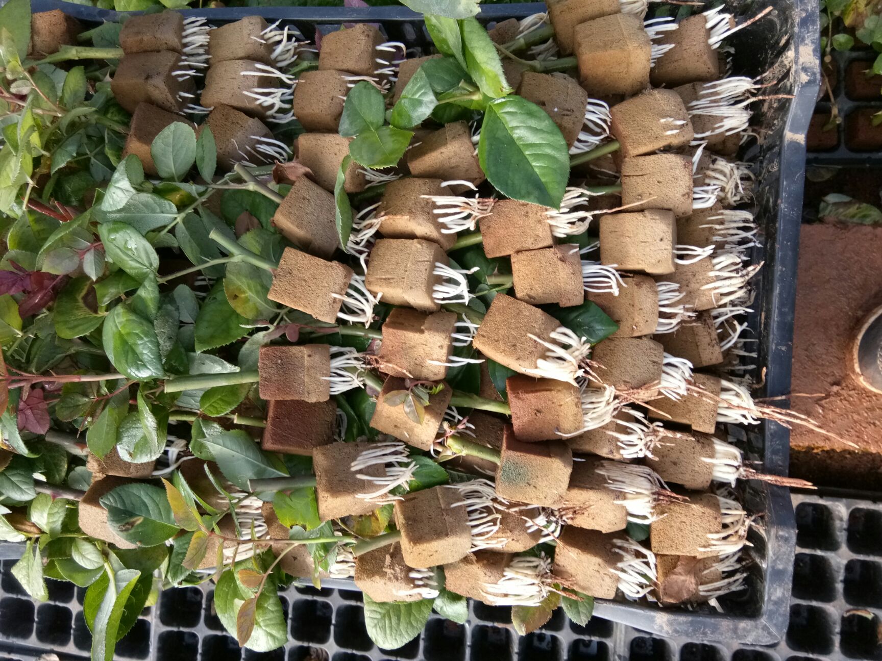 玫瑰苗 营养袋苗 