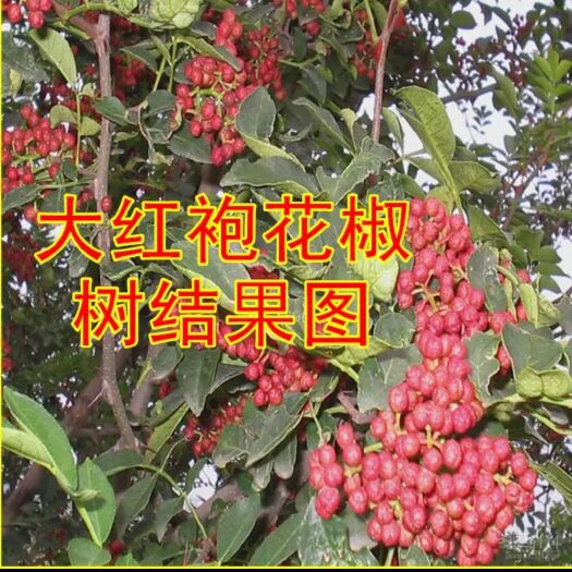 平邑县青花椒苗 