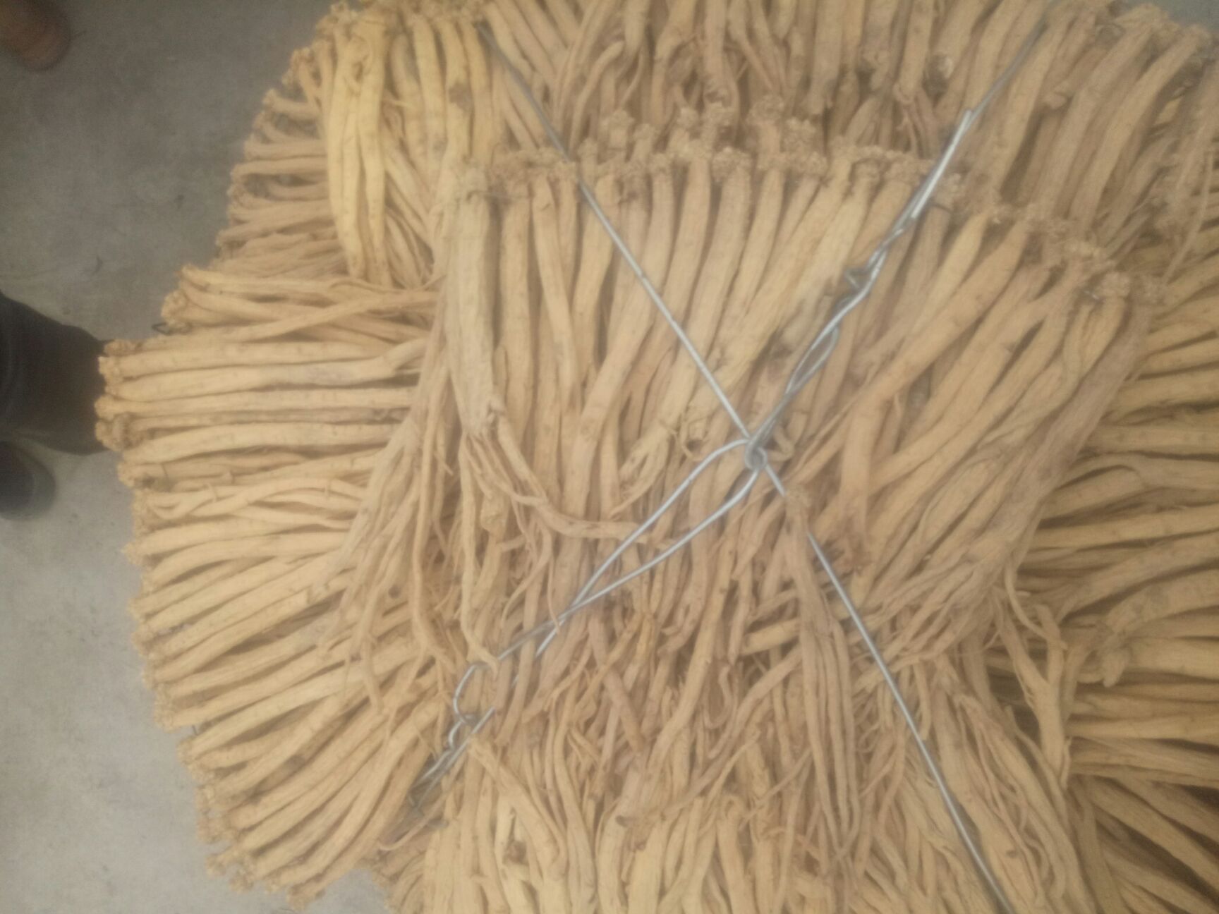 白条党参 