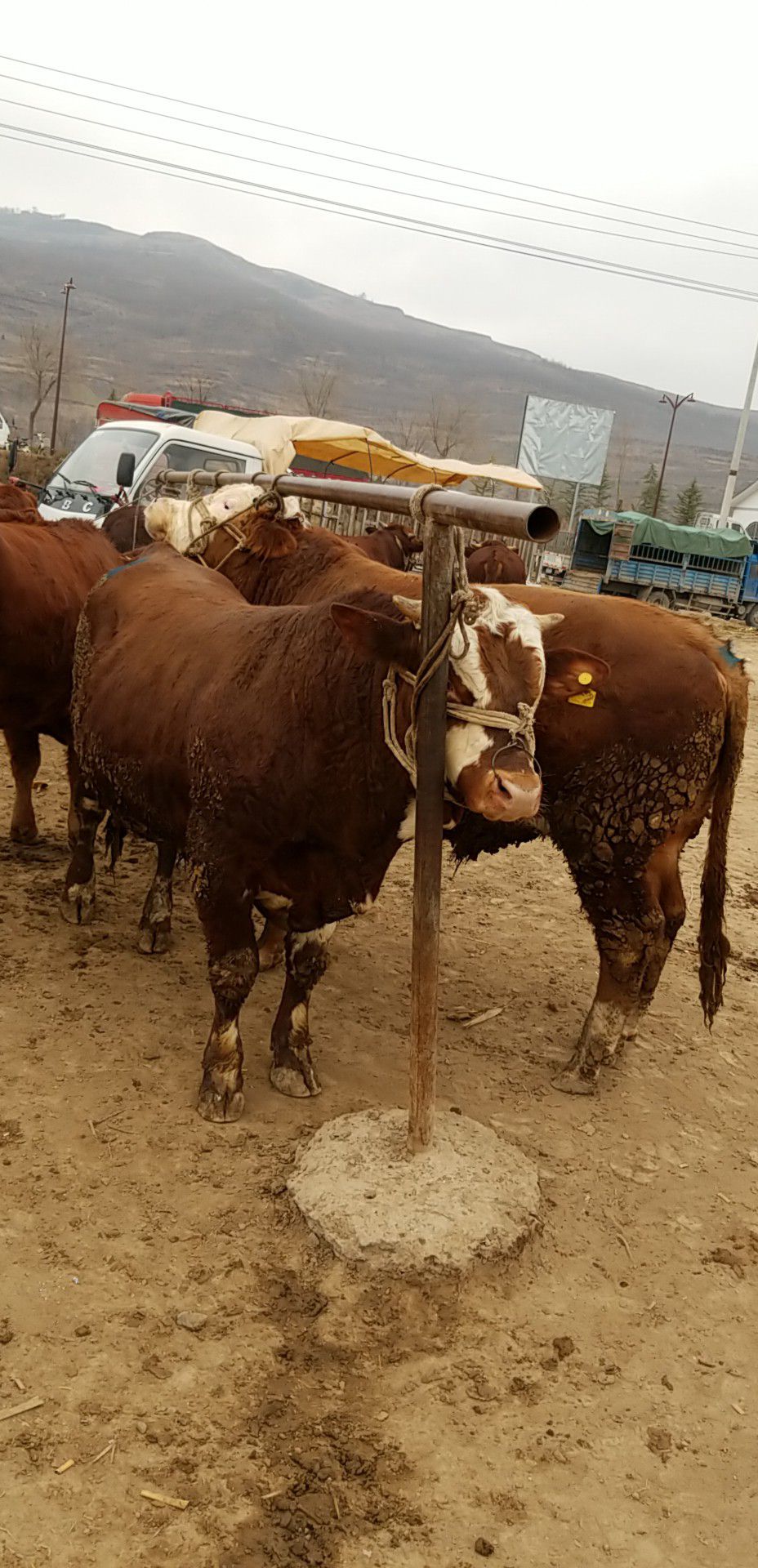 提供免疫合格证,协助找车本地市场出售大量肉牛  秦川牛  牛椟 架子牛