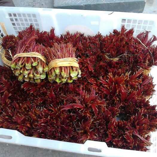 大竹县红香椿芽 6~9cm 
