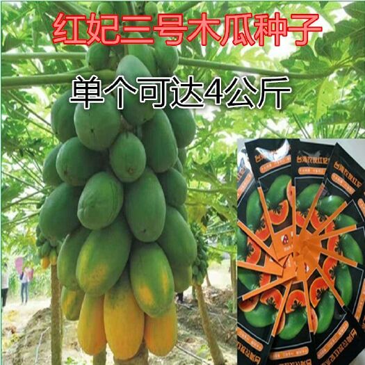 邵东市木瓜种子 300粒/包