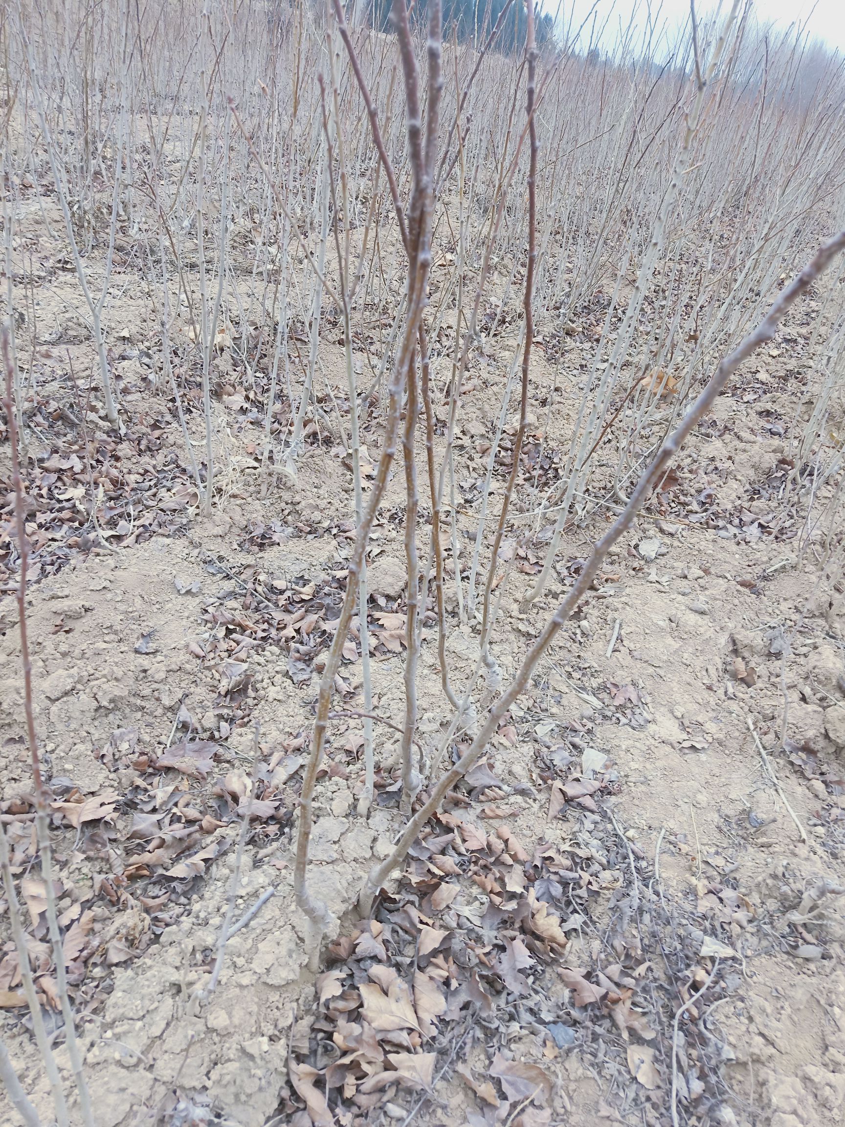 大果山楂苗  大五棱山楂苗