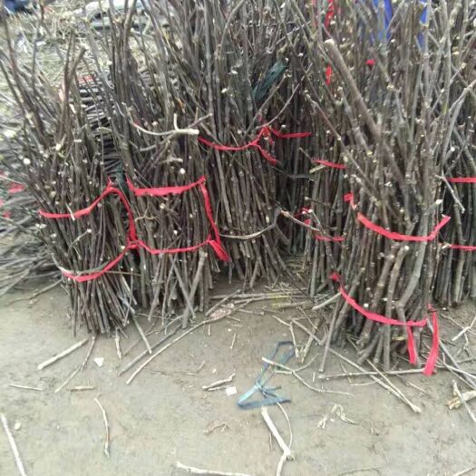 瑞昌市 江西中花吴茱萸枝条