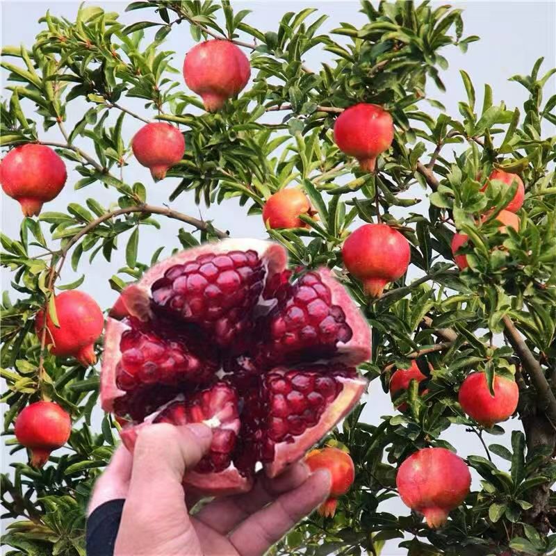 突尼斯软籽石榴树苗 