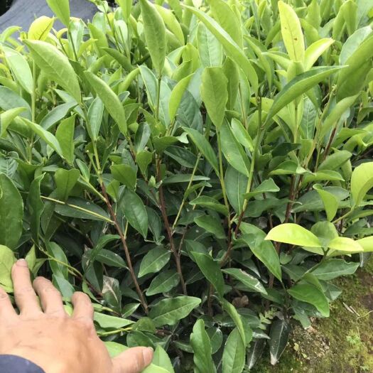 饶平县白叶单丛茶树苗  独本苗 0.5米以下 凤凰单丛