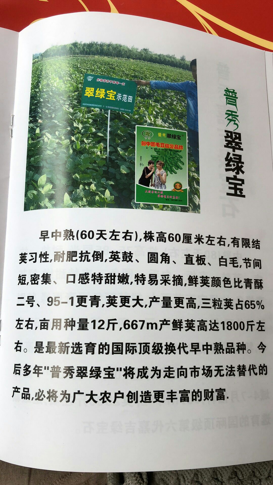 绿宝石毛豆种子 