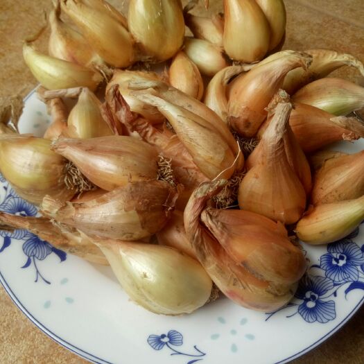 漳浦县 小香葱种子，葱头种子，发芽率高，全国均可种植，产量高