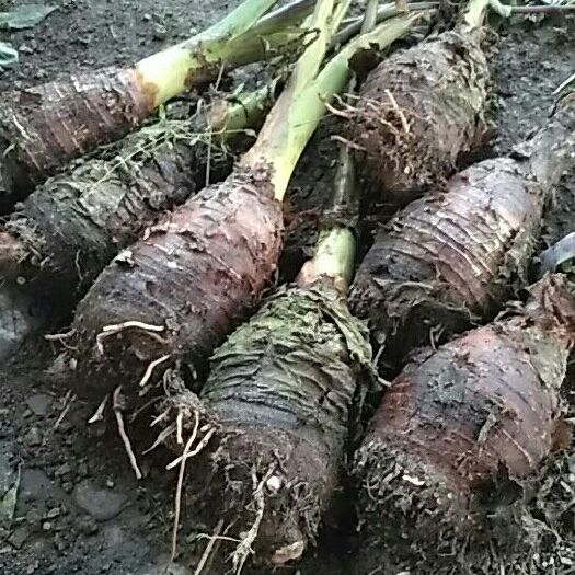 荔浦市荔浦芋头  通货 农户自种