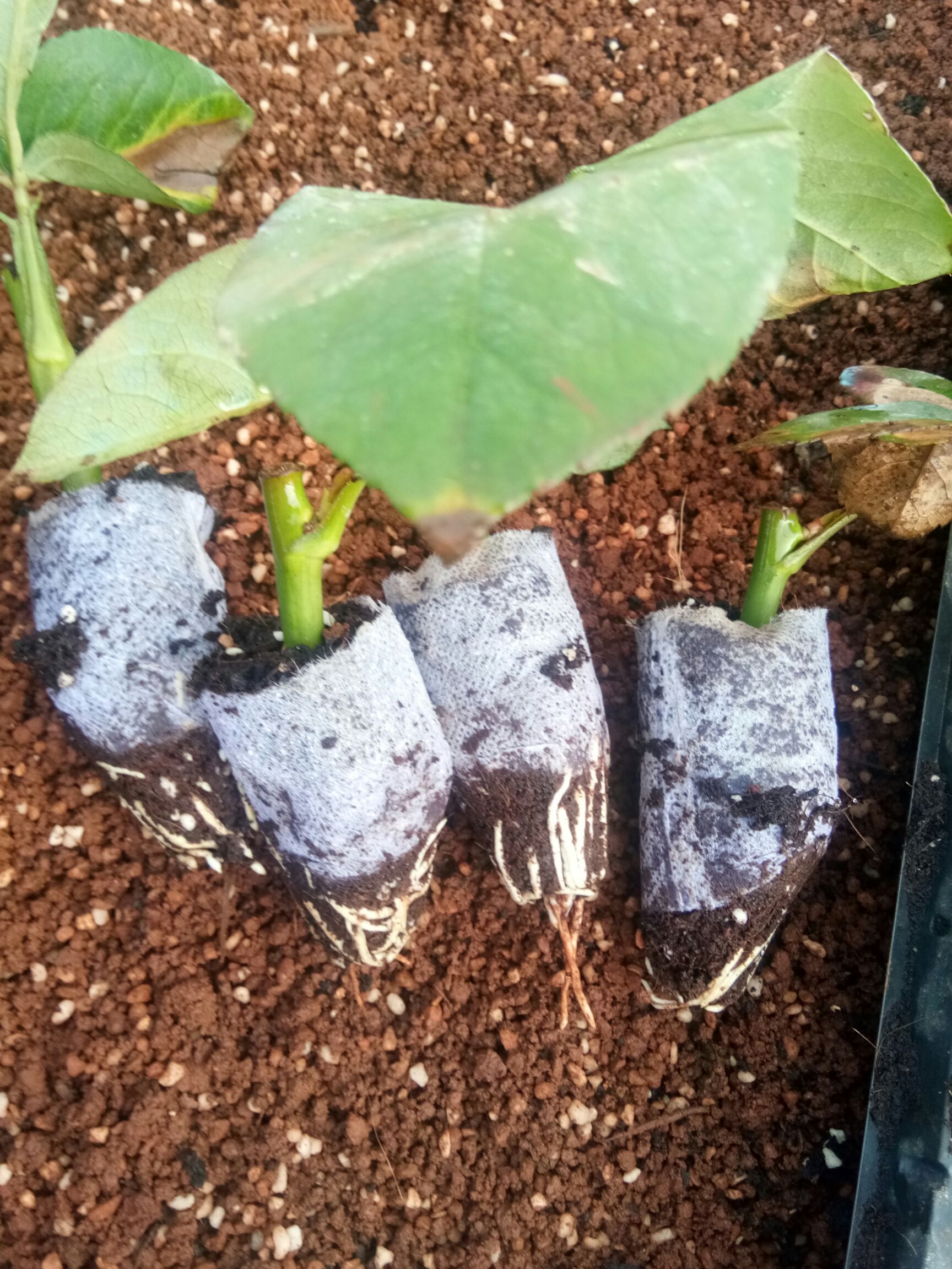 玫瑰苗 营养袋苗 