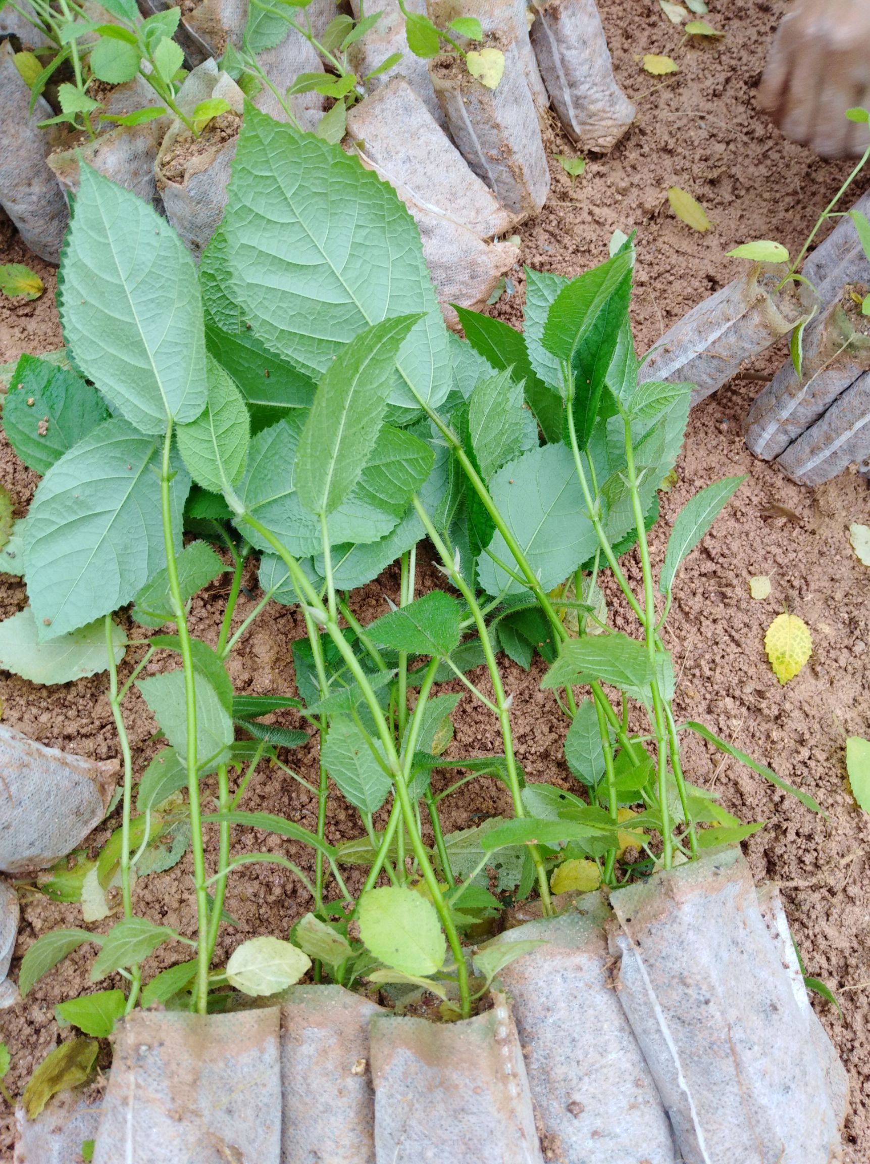 五指毛桃苗 0.5~1米 五指毛桃苗