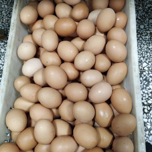 商丘普通鸡蛋 食用 箱装 