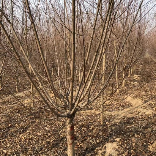 郓城县红叶碧桃