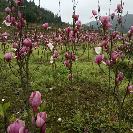 麻阳县供应3至6cm红玉兰，紫玉兰