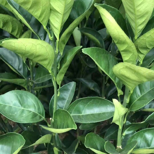 上犹县脐橙树苗 秭归脐橙苗  嫁接苗 0.5米以下 红脐橙苗耐寒
