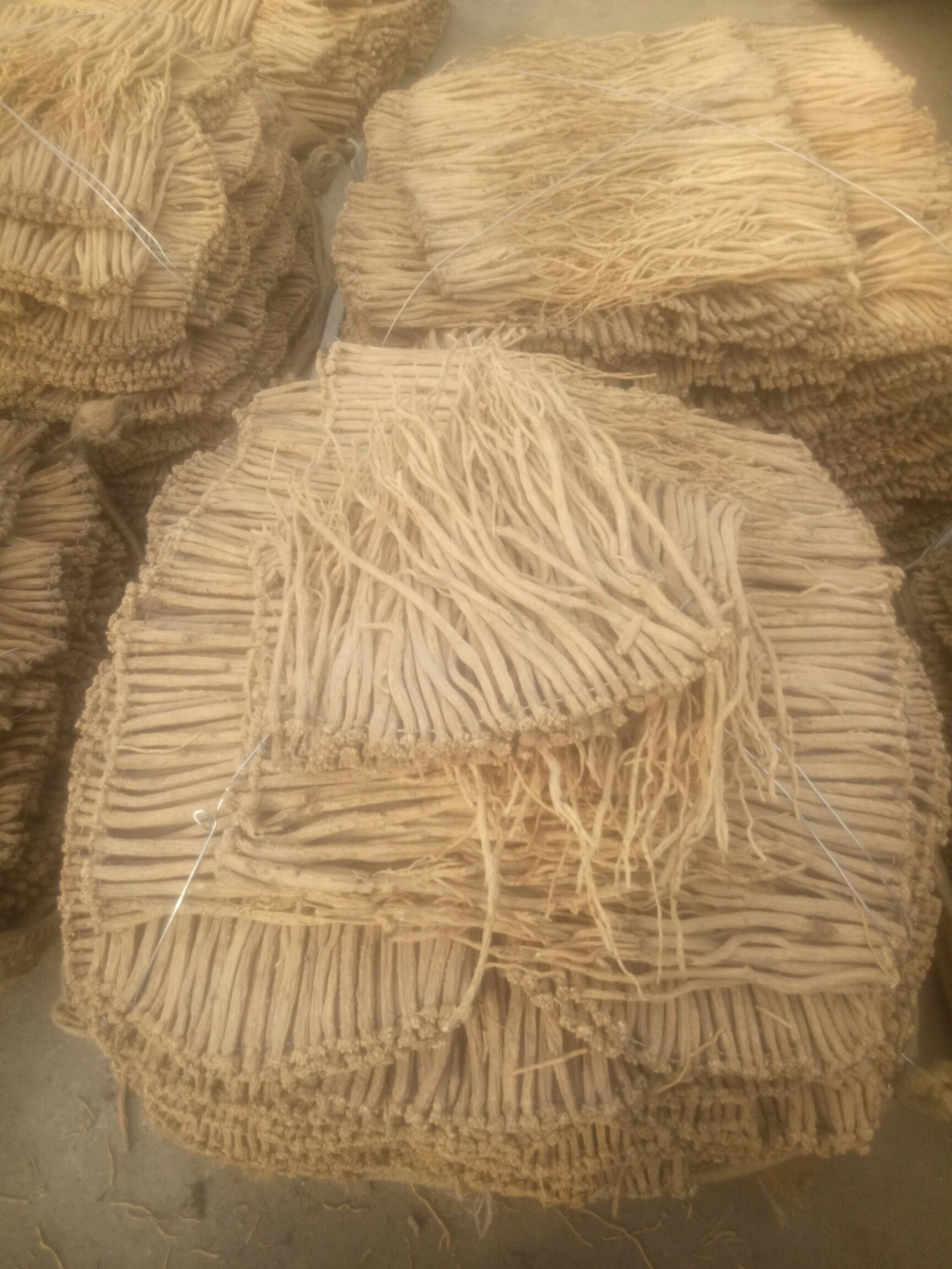 白条党参 
