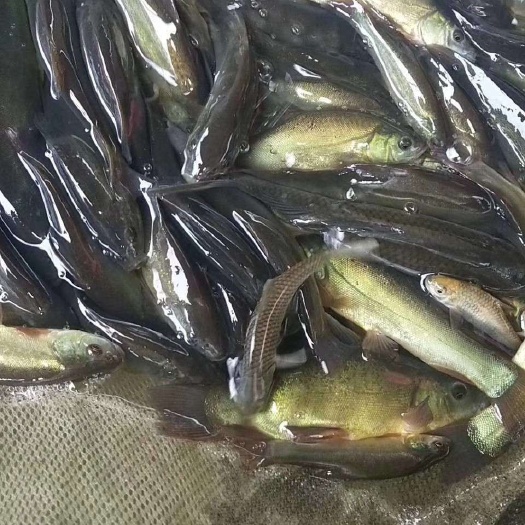 苍溪县丁桂鱼苗  草鱼，鲫鱼各种鱼苗