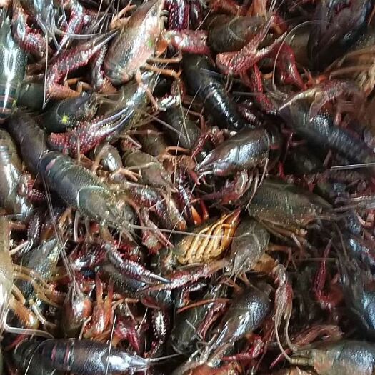 监利市监利小龙虾 7-9钱 人工养殖 