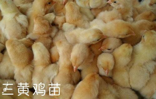 新沂市三黄鸡 2斤以下 统货 