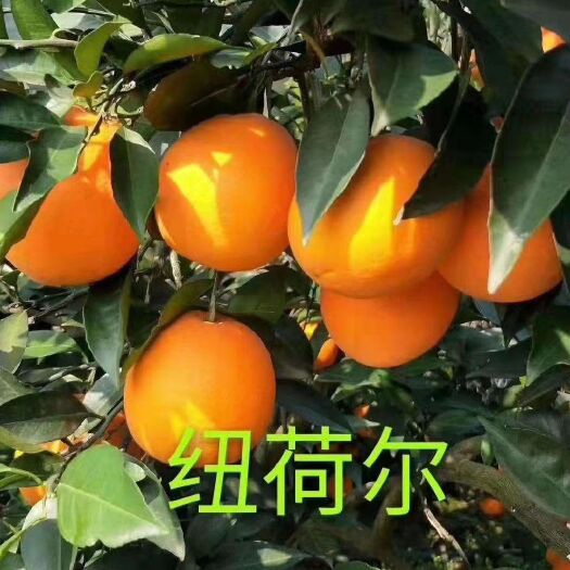 秭归县纽荷尔脐橙 4-8两 70-75mm