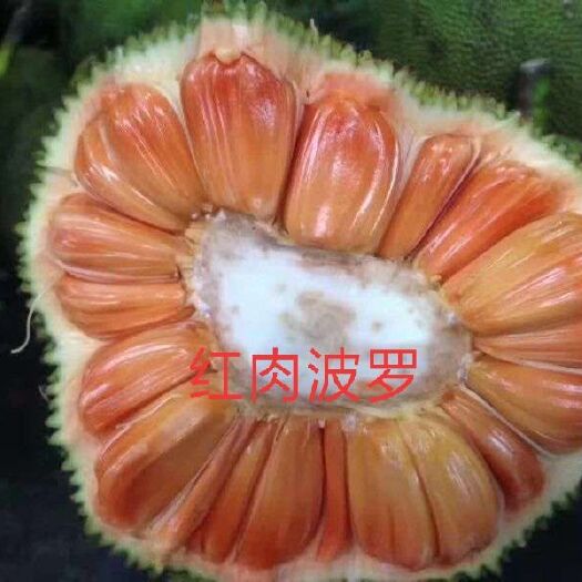 浦北县红肉菠萝蜜苗