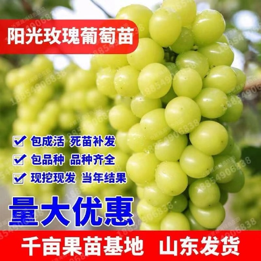 平邑县阳光玫瑰葡萄苗 