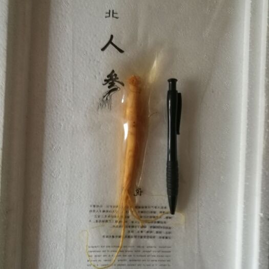 白山长白山人参 鲜参