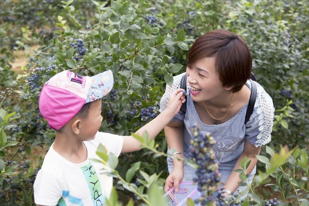 蓝丰蓝莓 8 - 10mm以上 鲜果 