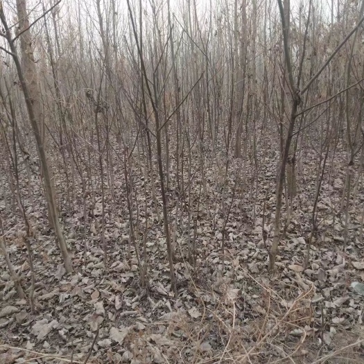 平山县麻核桃树苗 